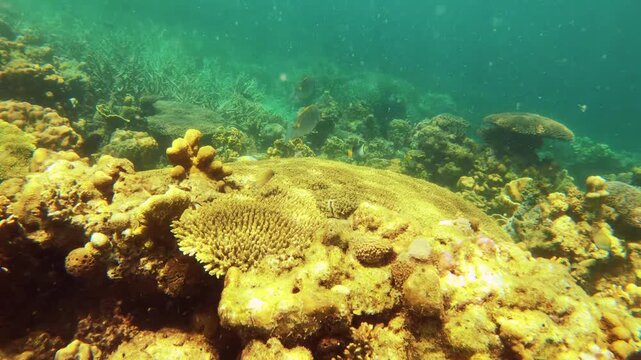 slow motion underwater view to an angelfish and parrotfish over blue lavender finger branching Staghorn corals covered by Coralline algae with particle flowing in the water with crowd of scissortail s