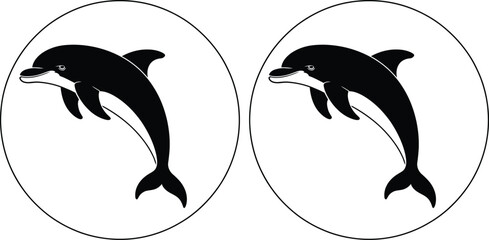 Two black and white orcas jumping out of water © MelonChandro