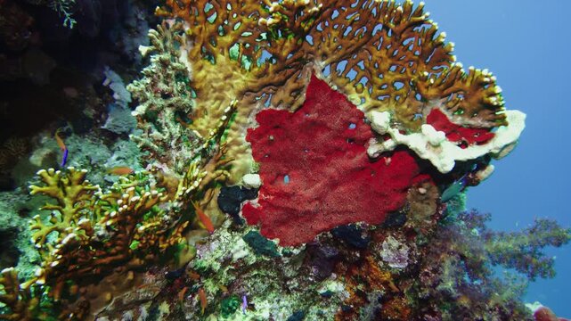 Colourful tropical coral reef. Soft and hard corals. Reef coral scene.