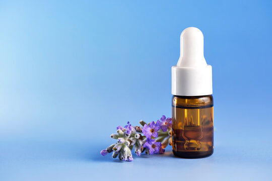 Lavender flowers and a bottle of lavender essential oil on a blue background.