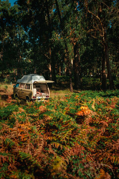 Campervan Hidden in Autumn Fern Forest at Golden Hour &ndash; Wild Camping