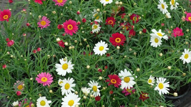 Beautiful marguerite daisy flowers blooming at a commercial plant nursery. Colorful argyranthemum blossoms creating a bright natural pattern backdrop, perfect for gardening or floral background theme.