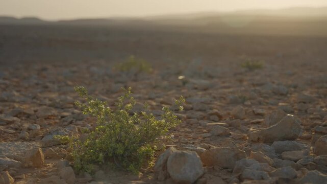 Desert plant blowing in the wind during sunset or sunrise. Dusk or dawn in hot dry weather climate in rocky terrain in Ramon Crater in Israel's Negev region. Green plant growing in tough conditions