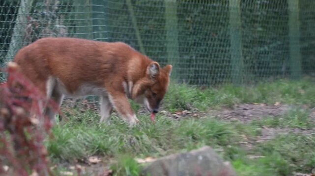 Chinese Dhole Wild Dog Eating Meat and Getting a Scare