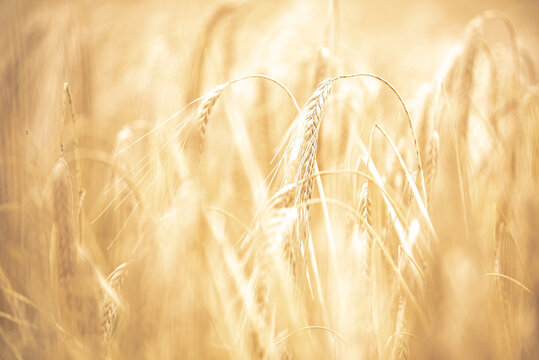 Goldenes Korn