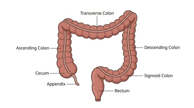 Human large intestine anatomy with colon, cecum, appendix, and rectum clearly labeled.