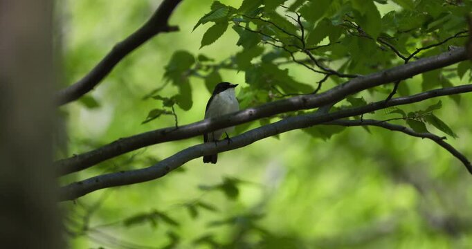European pied flycatcher bird singing on a tree branch among green spring leaves in the forest