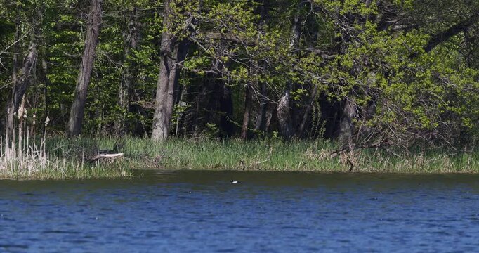 Common goldeneye duck swimming and diving on a calm lake water against a green forest background, distant shot