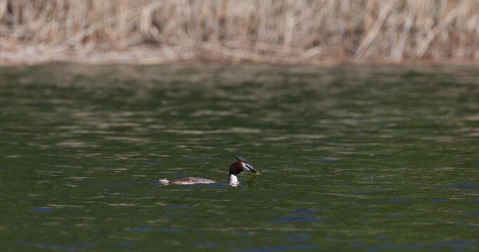 Great crested grebe swimming with green water plants in its beak on a lake and then diving under water