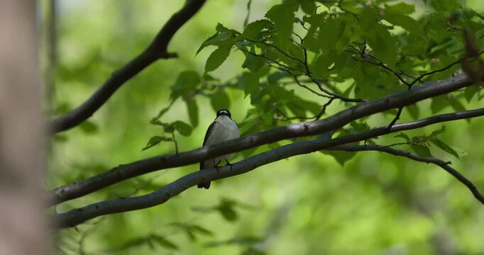 European pied flycatcher bird singing on a tree branch among green spring leaves in the forest