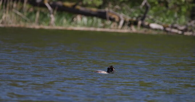 Great crested grebe swimming and diving on a lake water