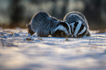 Two European badgers foraging for food in the snow during winter. Wild animals with black and white striped heads searching the snowy ground in beautiful rim light at dusk or dawn. © Rudolf