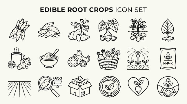 A comprehensive icon set depicting various edible root crops, their cultivation, harvesting, processing, and consumption, suitable for agricultural and food-related designs.