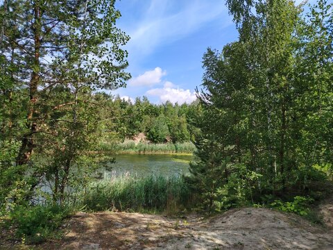 Wild forest lake surrounded by lush green trees and high reeds