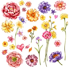 Hand painted watercolor floral clipart set featuring peonies, cosmos, anemones and wildflowers. Botanical elements isolated on white, perfect for wedding invitations, packaging, greeting cards © asetrova