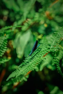 Blue Damselfly Resting on Green Fern Frond &ndash; Macro Nature Wildlife Photography