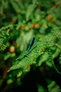 Blue Damselfly Resting on Green Fern Frond &ndash; Macro Nature Wildlife Photography