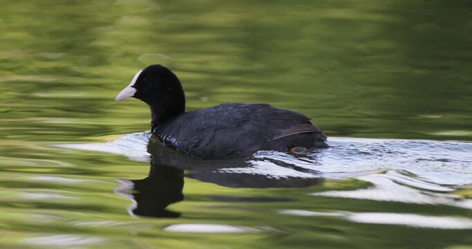 Eurasian coot swimming on a calm lake water with vibrant green forest reflection, low angle view