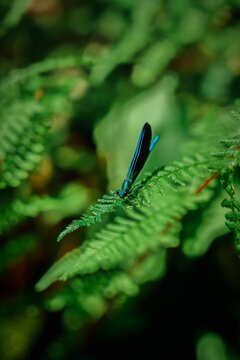Blue Damselfly Resting on Green Fern Frond &ndash; Macro Nature Wildlife Photography