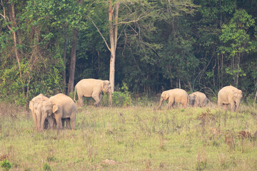 Obraz premium Elephas maximus Elephant herds gather to consume minerals in their natural habitat.