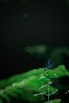 Blue Damselfly Resting on Green Fern Frond &ndash; Macro Nature Wildlife Photography