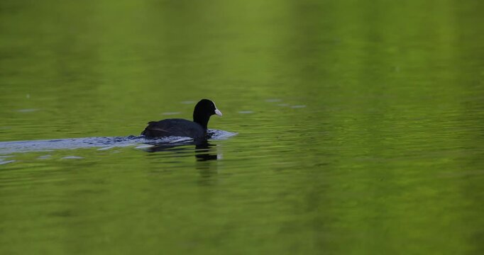 Eurasian coot swimming on a calm lake water with vibrant green forest reflection, low angle view
