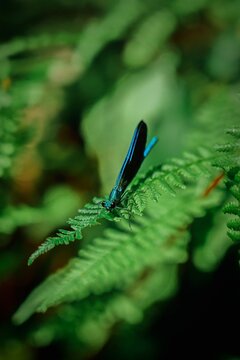 Blue Damselfly Resting on Green Fern Frond &ndash; Macro Nature Wildlife Photography