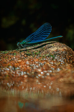 Blue Damselfly Resting on Green Fern Frond &ndash; Macro Nature Wildlife Photography