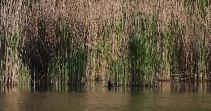 Great crested grebe chick trying to climb on its parent's back on a calm lake water, low angle view, distant shot