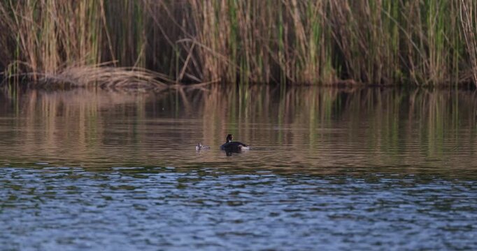 Great crested grebe with its chick swimming and preening feathers on a calm lake water, low angle view, distant shot