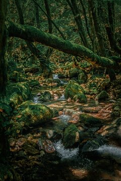 Enchanted Moss-Covered Forest with Crystal Clear Stream &ndash; Magical Nature Scene