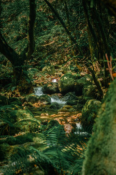 Enchanted Moss-Covered Forest with Crystal Clear Stream &ndash; Magical Nature Scene