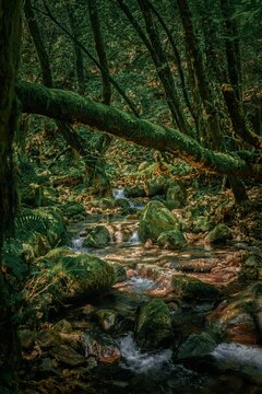 Enchanted Moss-Covered Forest with Crystal Clear Stream &ndash; Magical Nature Scene