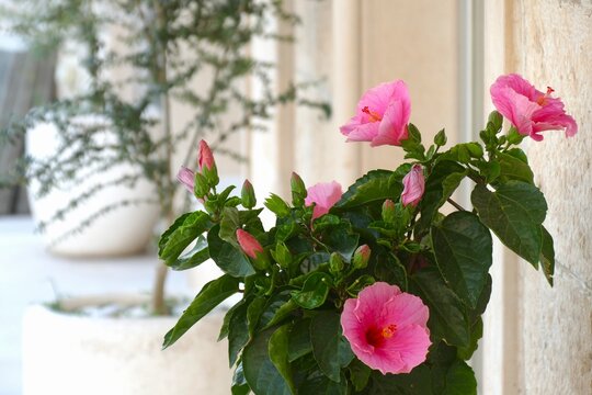Pink hibiscus flower in decorative ceramic pot in street of Mediterranean city summer flower