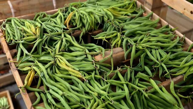 Cinematic 4K slow tilt footage of curing drying freshly harvested green vanilla beans highlighting textures colors agricultural processes culinary food stock 