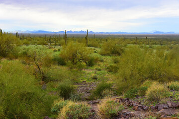 Fototapeta premium Old Saguaro Cactus Sonora desert Arizona