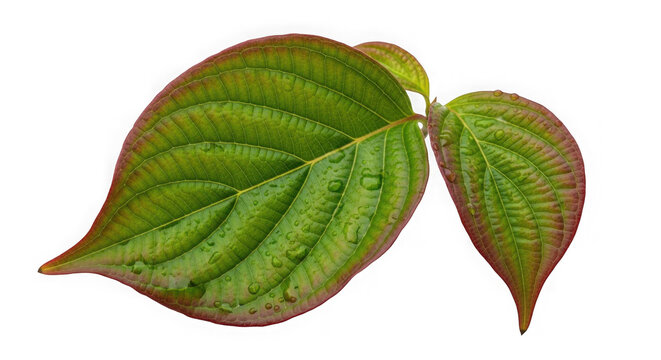 Isolated Green Leaf with Red Veins on Transparent Background Close Up