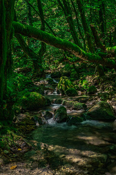Enchanted Moss-Covered Forest with Crystal Clear Stream &ndash; Magical Nature Scene