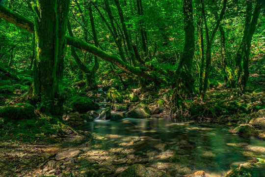 Enchanted Moss-Covered Forest with Crystal Clear Stream &ndash; Magical Nature Scene