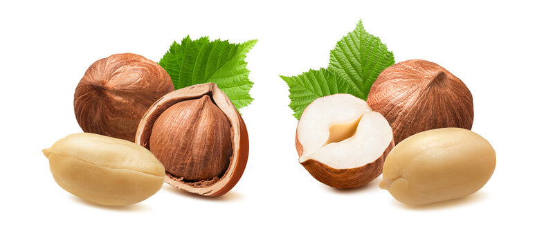 Peanut and hazelnut nuts with green leaves isolated on white background. Real photography.