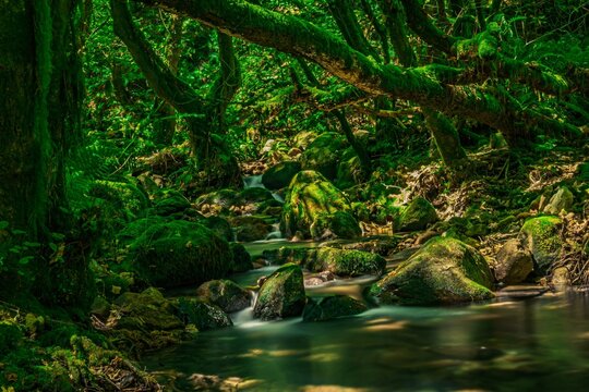 Enchanted Moss-Covered Forest with Crystal Clear Stream &ndash; Magical Nature Scene