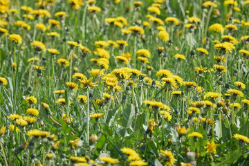 Obraz premium Blooming dandelion meadow in spring