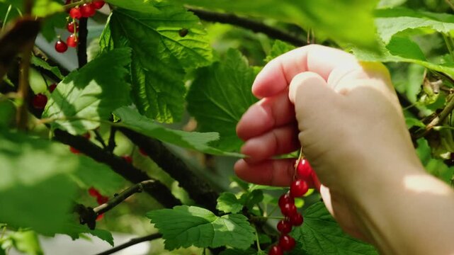 Summer vibes. Hand picking red currants
