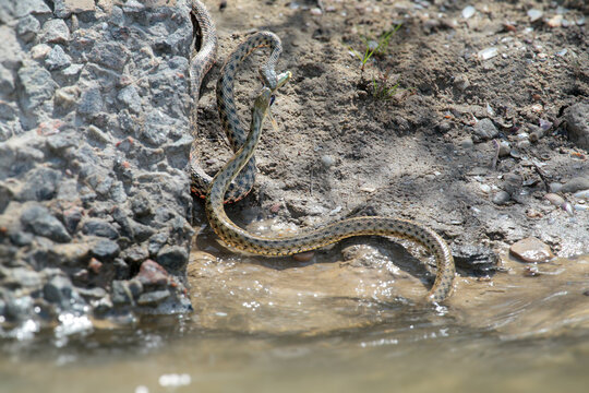 Two Dice Snakes (Natrix tessellata) intertwined near the water edge by a stone wall, engaging in wildlife behavior.
