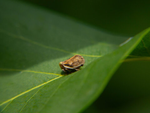 Macro shot of a small brown planthopper insect resting on a vibrant green leaf