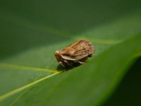 Macro shot of a small brown planthopper insect resting on a vibrant green leaf