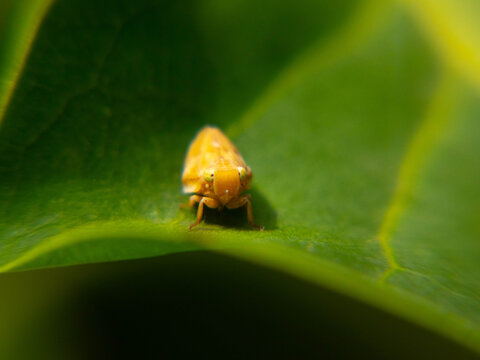 Macro shot of a tiny yellow planthopper insect sitting on a green leaf face to face