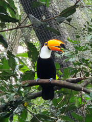 Portrait of a Toco Toucan Perched on a Branch © TC2412