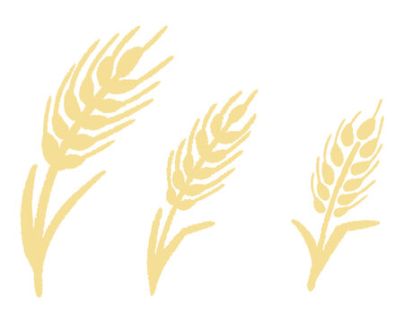 実った大麦と小麦の穂の手描きイラスト / Hand-drawn illustration of ripe barley and wheat ears