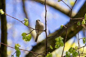 Obraz premium Male Blackcap Front View